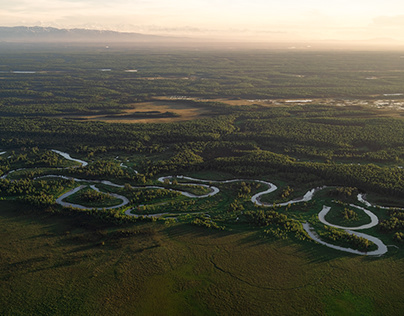 알래스카 타이가