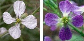 기후변화 시대, 미래의 꽃은 어떻게 달라질까?