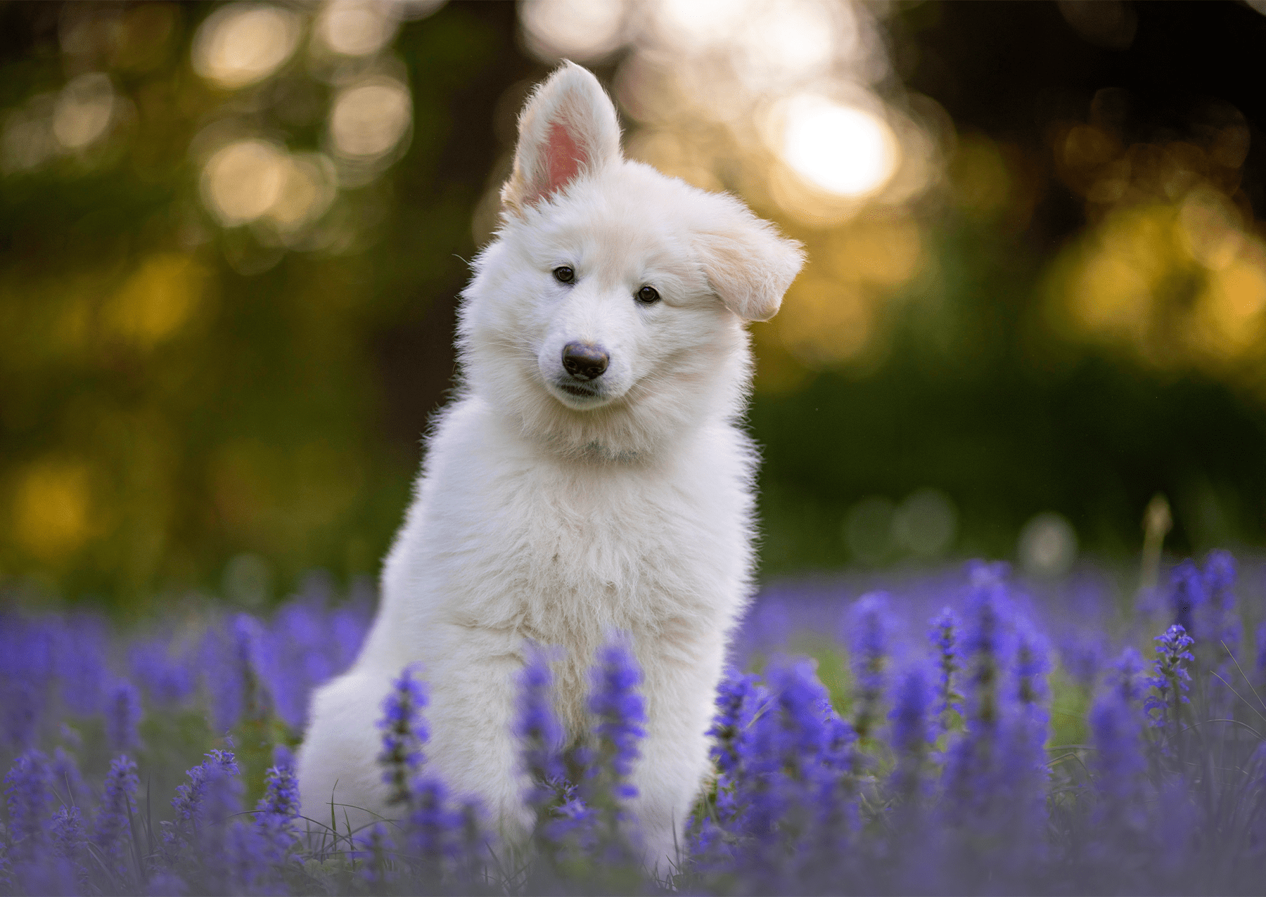 당신의 애완견은 정말로 늑대 유전자를 가지고 있습니다