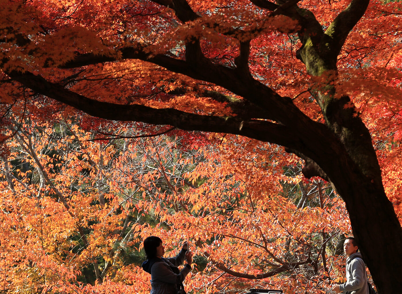 남쪽 단풍은 이번 주말이 피크, 일박이일 여행으로 좋은 단풍 스팟 추천 5