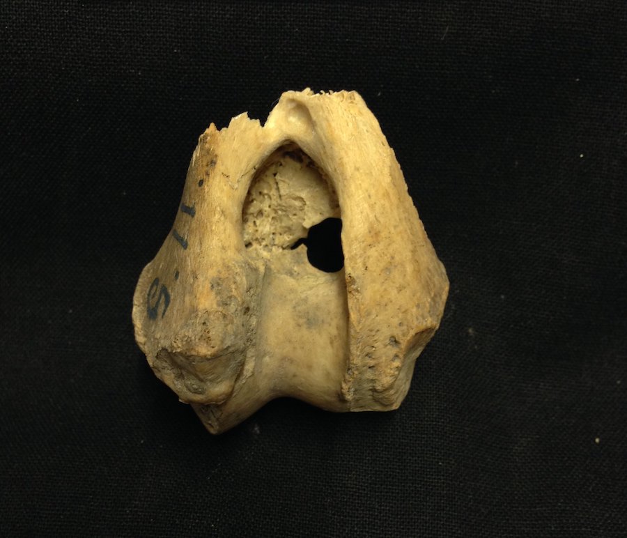 고대 유라시아 늑대는 길들였는가?