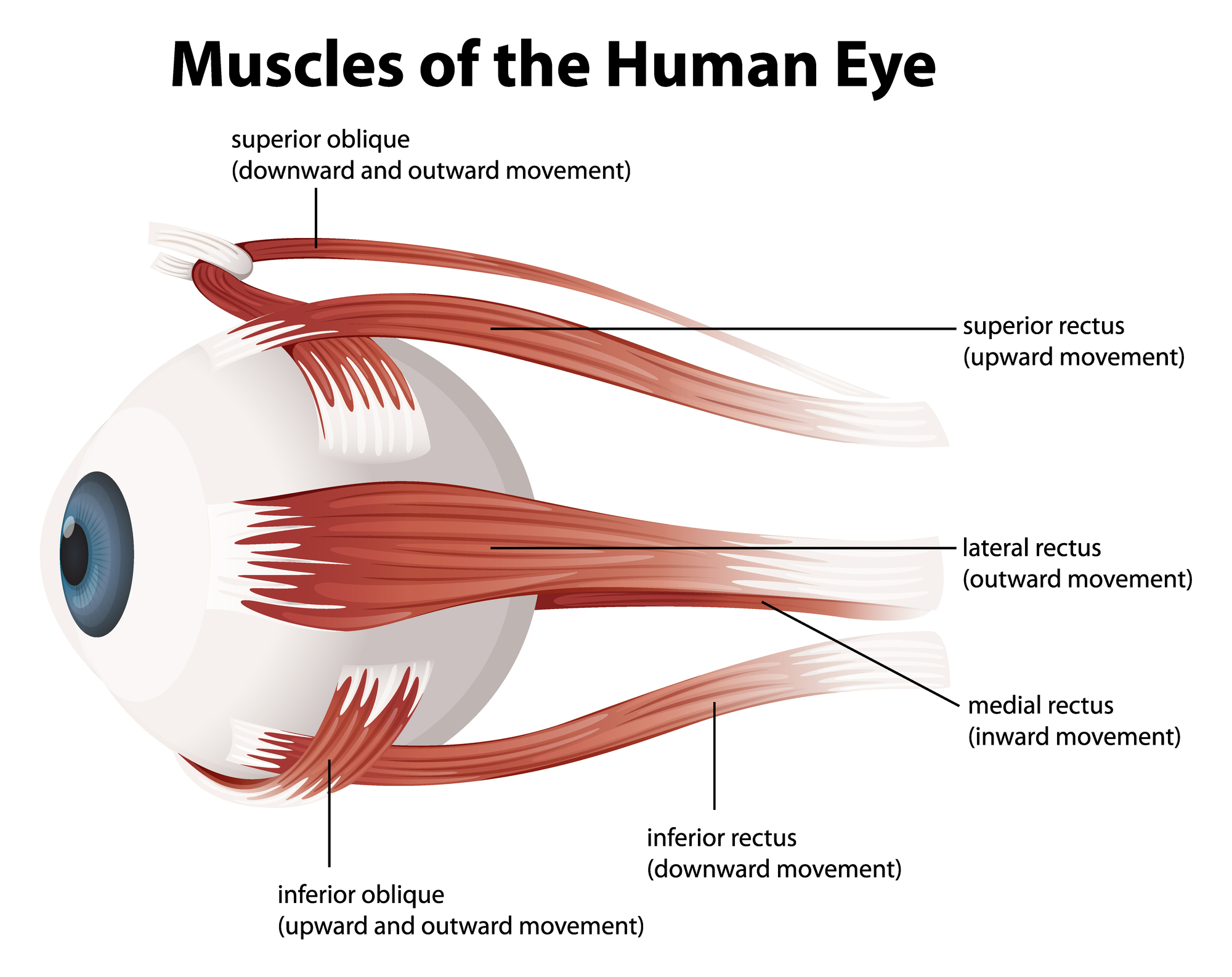 눈을 교차하는 것이 정말 해로울까요? 우리는 검안사에게 물었습니다.